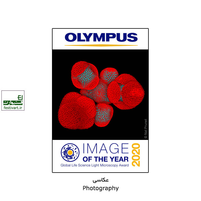 Olympus Image of the Year Award 2020